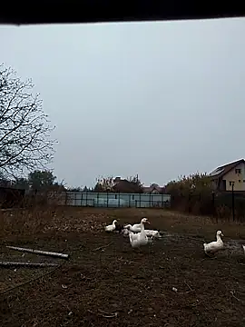 Snapshot of sarpe4 chatting on November 2, 6:38 am sarpe4 online show from November 2, 6:38 am