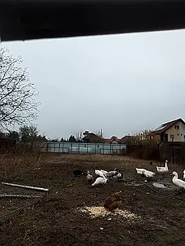 Snapshot of sarpe4 chatting on November 8, 6:13 am sarpe4 online show from November 8, 6:13 am