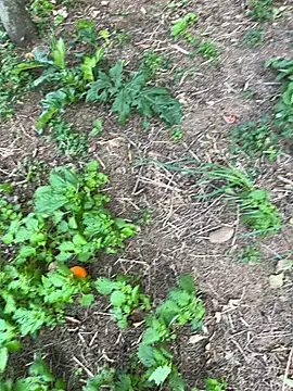 curcuro online show from March 28, 3:22 pm