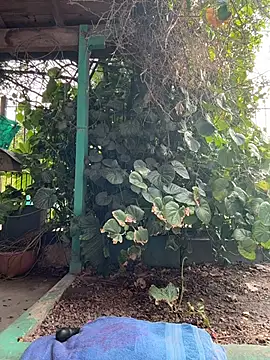 sofy alone online show from March 5, 8:49 pm