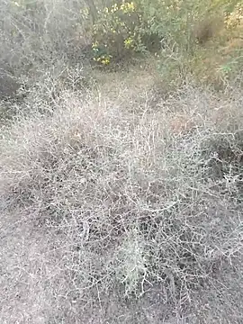 Snapshot of rameshmry1 chatting on March 6, 12:12 pm rameshmry1 online show from March 6, 12:12 pm