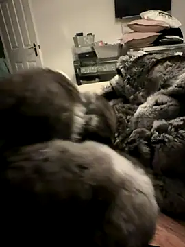 Furdale online show from November 24, 4:40 pm