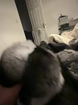 Furdale online show from February 6, 6:44 pm