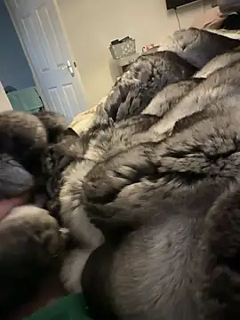 Furdale online show from February 15, 1:31 pm