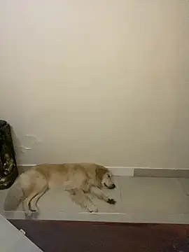 Snapshot of sombre_sabhya chatting on March 12, 5:30 pm sombre sabhya online show from March 12, 5:30 pm