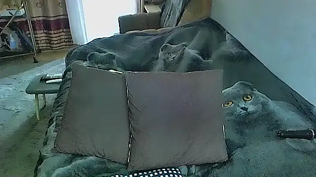 sex2 online show from October 16, 2:23 am