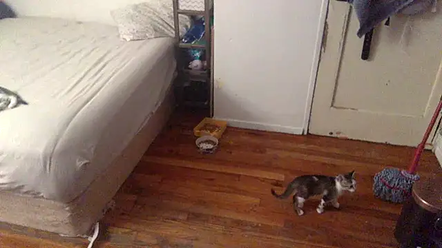 Snapshot of BIG-CkD_F chatting on September 8, 3:33 pm BIG-CkD F online show from September 8, 3:33 pm