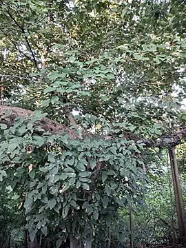 Rinku5553 online show from September 28, 2:06 am