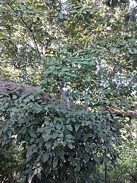 Rinku5553 online show from October 12, 3:05 am