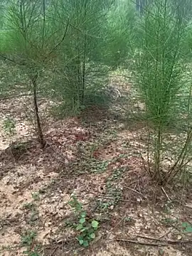 Gopal1243 online show from November 24, 2:11 am