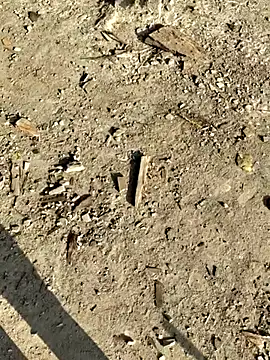 Gopal1243 online show from January 8, 2:58 am