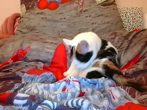 Snapshot of RealLittleRedRidingHood chatting on November 17, 5:52 pm RealLittleRedRidingHood online show from November 17, 5:52 pm