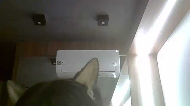 Snapshot of Skinny-Kitten chatting on July 20, 11:45 am Skinny-Kitten online show from July 20, 11:45 am